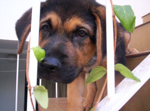 Roco con dos meses